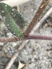 Helminthotheca echioides