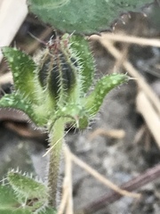 Helminthotheca echioides