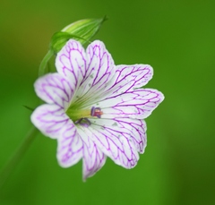Geranium versicolor