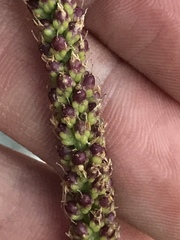 Plantago major