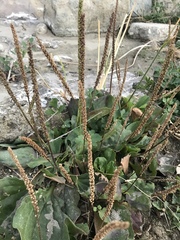 Plantago major