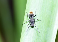 Polyrhachis vermiculosa