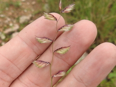 Bouteloua chondrosioides