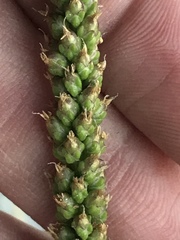 Plantago major