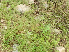 Bouteloua chondrosioides