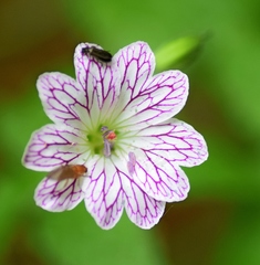 Geranium versicolor