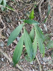 Phaius flavus