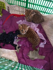 Prionailurus javanensis