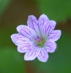 Geranium versicolor