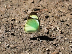 Itaballia demophile centralis