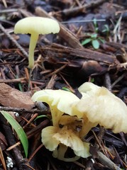 Chrysomphalina grossula