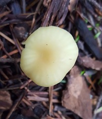Chrysomphalina grossula
