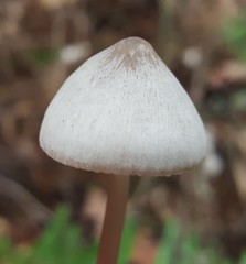 Mycena aetites