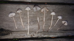 Mycena aetites