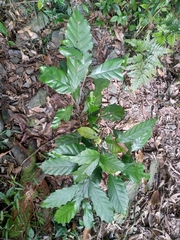 Castanopsis formosana