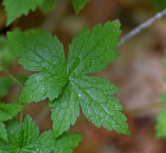 Geranium versicolor
