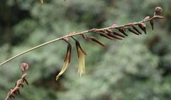Puya ferruginea