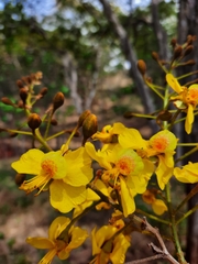 Cenostigma eriostachys