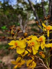 Cenostigma eriostachys