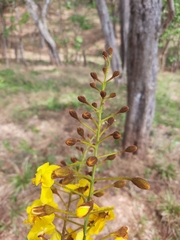 Cenostigma eriostachys