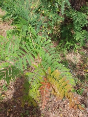 Cenostigma eriostachys