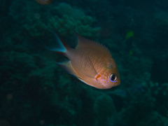 Pycnochromis amboinensis