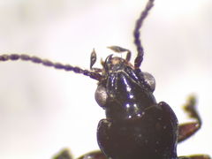 Bembidion acutifrons
