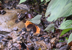Heliconius numata bicoloratus