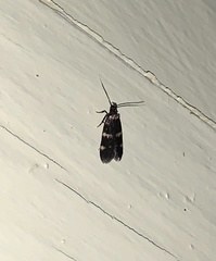 Oegoconia deauratella