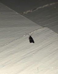 Oegoconia deauratella