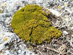 Colobanthus brevisepalus