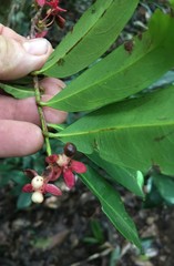 Brackenridgea australiana