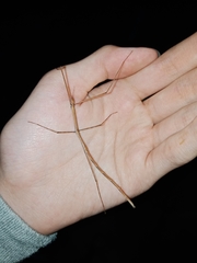 Baculomia