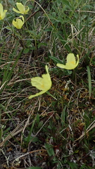 Papaver macounii discolor