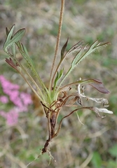 Papaver macounii discolor
