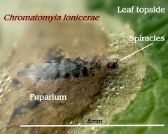 Phytomyza lonicerae