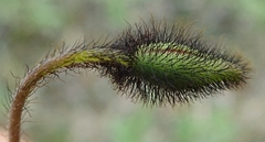 Papaver macounii discolor