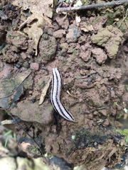 Meghimatium pictum