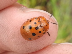 Chelymorpha phytophagica