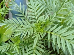 Senecio bipinnatisectus