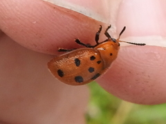 Chelymorpha phytophagica