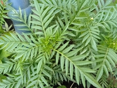 Senecio bipinnatisectus