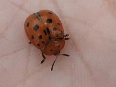 Chelymorpha phytophagica