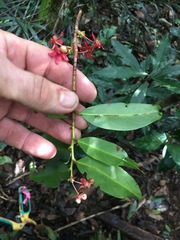 Brackenridgea australiana