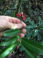 Brackenridgea australiana