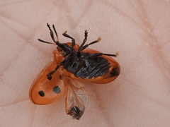 Chelymorpha phytophagica