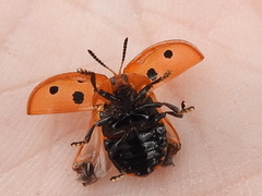 Chelymorpha phytophagica