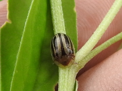 Agroiconota bivittata