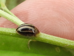 Agroiconota bivittata