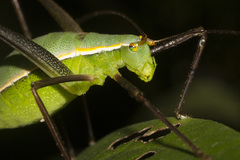 Xenicola taroba